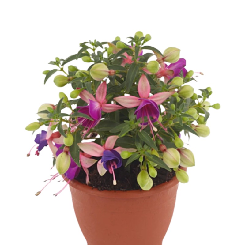 Fuchsia Ballerina Brise 1 Gallon Fuchsia Flower Plant Outdoor Live Plant Pr7 Ht7