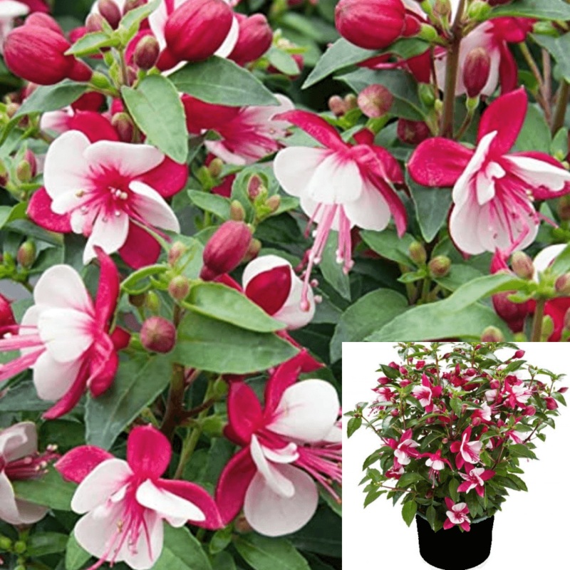 Fuchsia Carmine White 1 Gallon Ht7 Fuchsia Fuchsita Carmine White Plant 1 2Ft Tall Flower Outdoor Live Plant Ht7