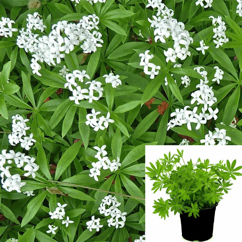 Galium Odoratum Plant Sweet Woodruff White 1 Quart Pot Sweetscented Bedstraw Ht7