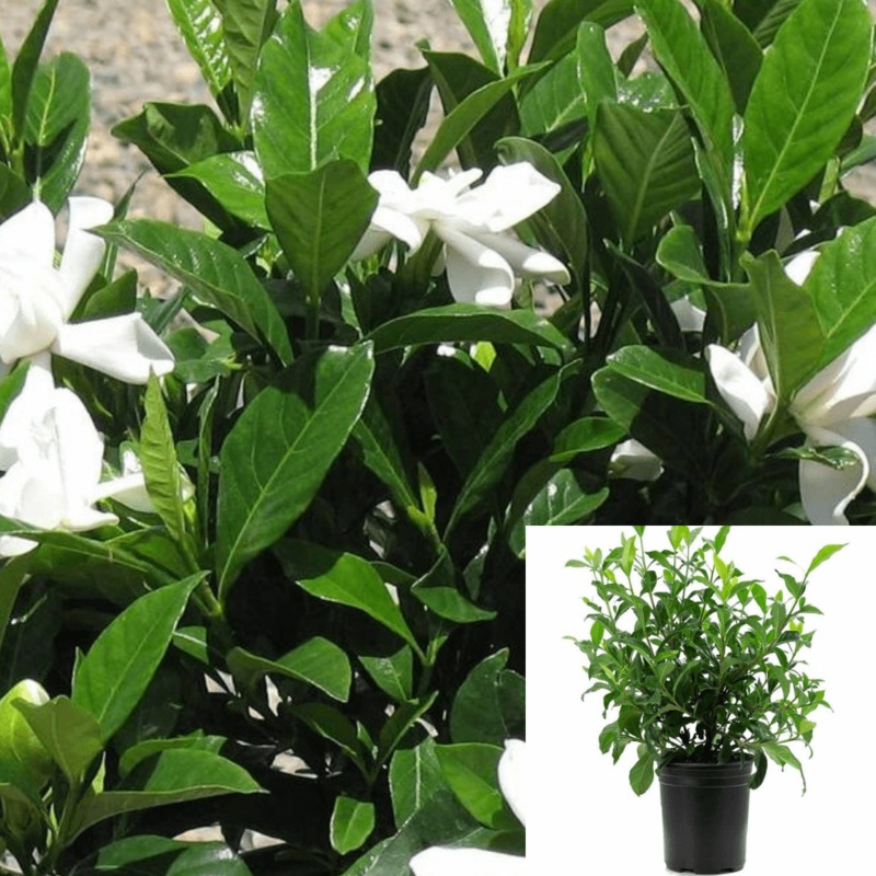 Gardenia August Beauty 1 Gallon White Flower Live Plant Outdoor Fr7