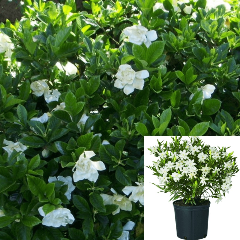Gardenia Jasminoides Frostproof 1 Gallon Shrub White Live Plant Outdoor