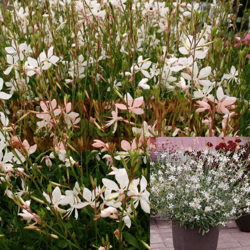 Gaura Sparkle White Plant 12Packs Of 2Inches Pot Lindheimeri Live Plant P Ground Cover