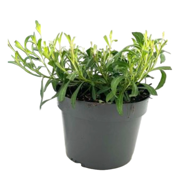 Gaura Sparkle White Plant 4Inches Pot Lindheimeri Live Plant P Ground Cover Ht7