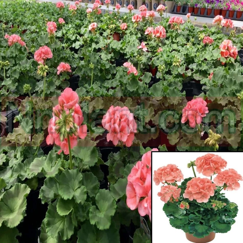 Geranium Dark Salmon Plant Calliope Geraniums Salmon Crane S Bill Live Plant 1 Gallon Ht7 Best