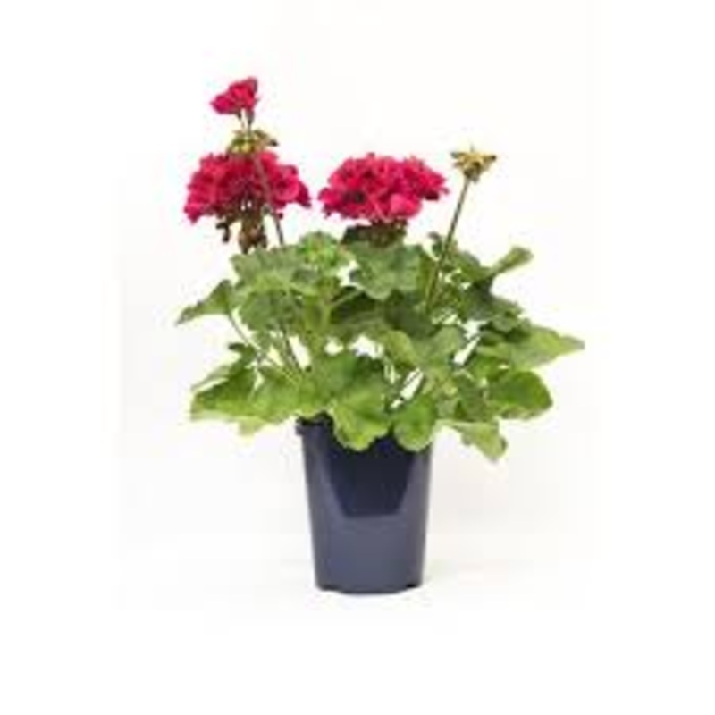Geranium Deep Red 1 Gallon Plant Americana Dark Red Crane S Bill Zonal Geranium Deep Red Live Plant Ht7 Best