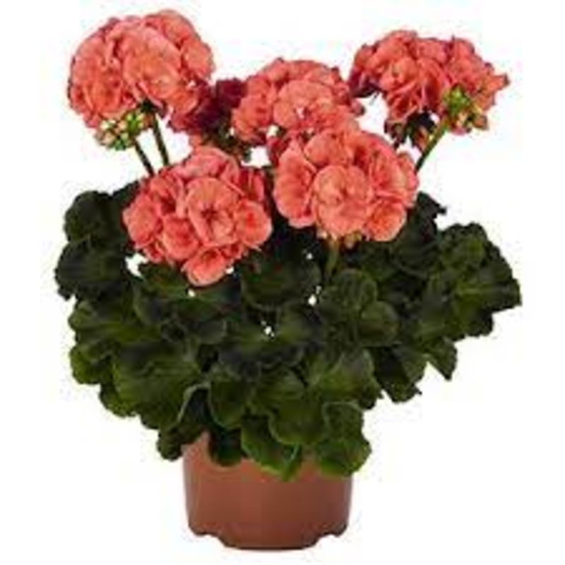 Geranium Zonal Coral Plant Zonal Pelargonium Maverick Coral Crane S Bill Live Mht7 1 Gallon Ht7