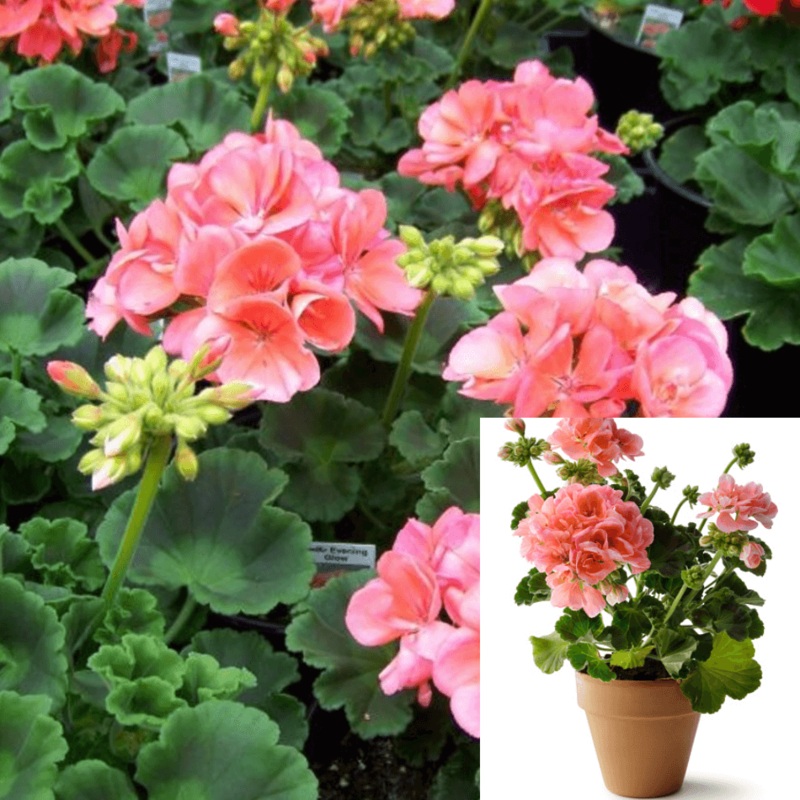 Geranium Zonal Evening Glow Plant Geranium Zonal Pelargonium Zonale Patriot Flower Live Plant 10-16Inch 1 Gallon Ht7