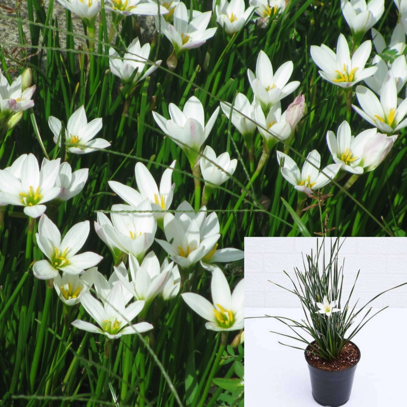 Grass Zephranthes Candida 4inches Plant Fairy Lily Zephyranthes Grasses Ennial White Outdoor Live Plant Ht7