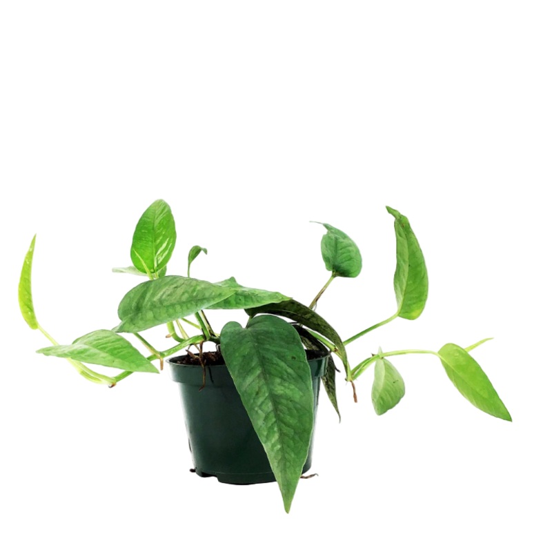 Hanging Philodendron Cebu Blue 4inches Cebu Blue Pothos Live Plant Pr7