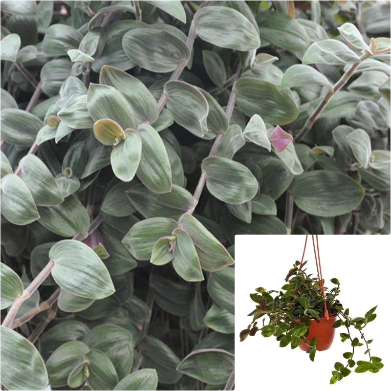 Hanging Tradescantia Baby Bunnies Bellies 6inches Speedy Jenny Plant Wandering Dude Live Plant Pr7