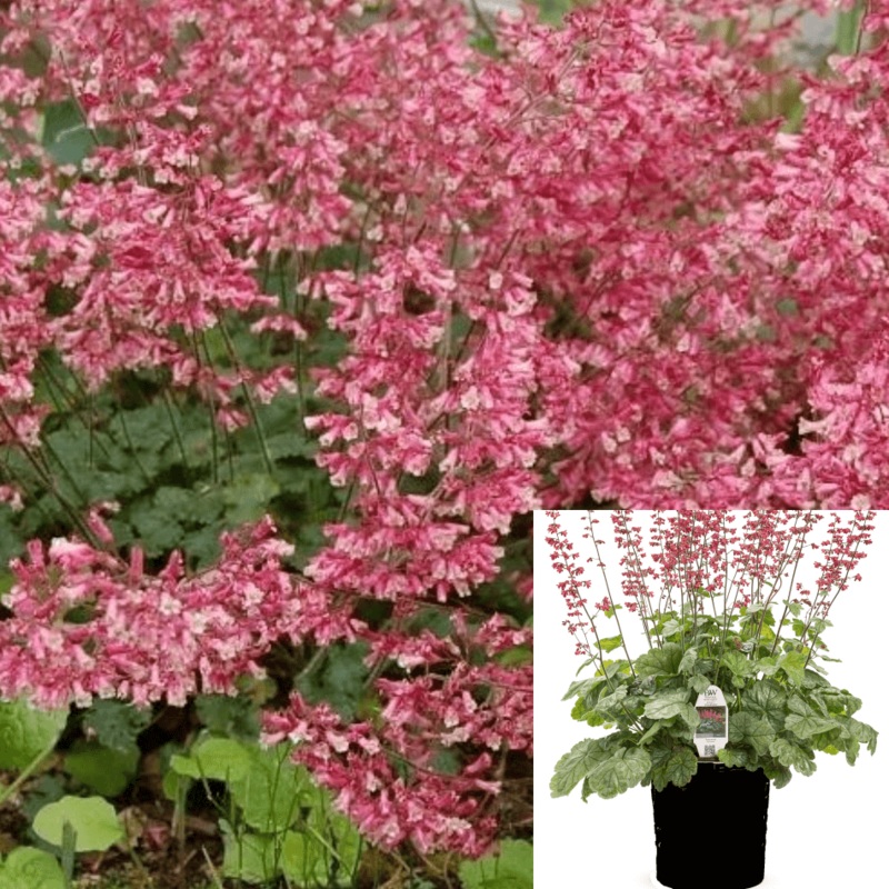 Heuchera Canyon Duet 1 Gallon Coral Bells Shrub Fr7 Alumroot Perennial Live Plant