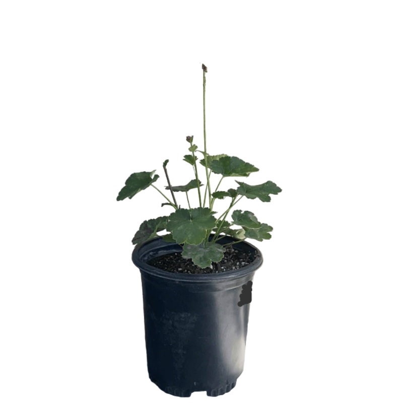Heuchera Wendy 4 inches Wendy Coral Bells Live Plant Ht7