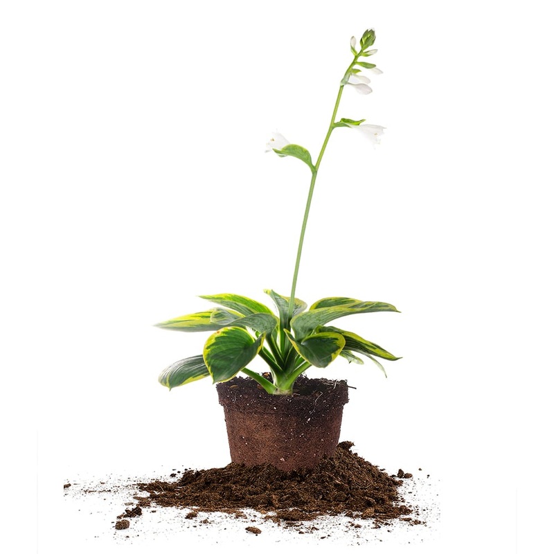 Hosta Frances Williams Shrub|1 Gallon|3-Pack (1 Gallon)
