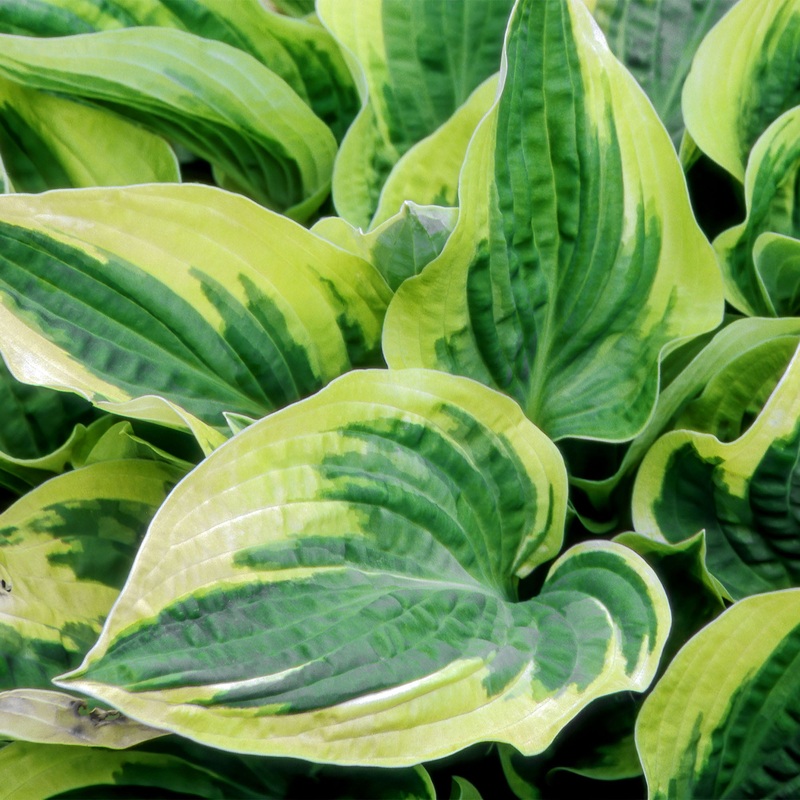 Hosta Wide Brim|1 Gallon|Single|3-Pack