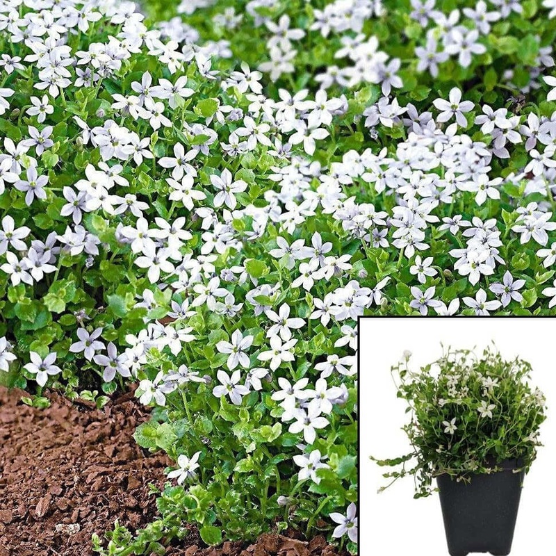 Isotoma Mini White Plant 6Packs Of 2Inches Pot Fluviatilis Alb Swamp Isotome Ground Cover