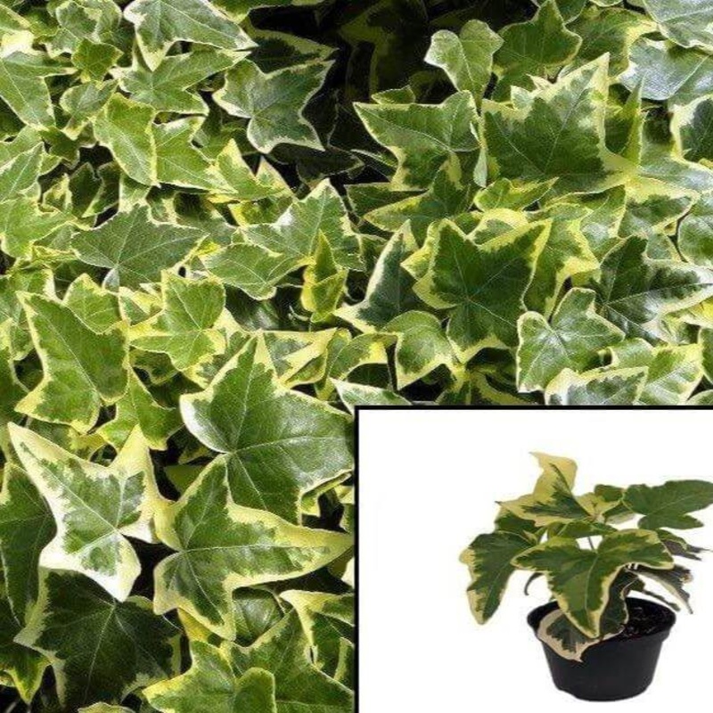 Ivy Gold Child Variegated Plant 6Packs Of 2Inches Pot Golden Ingot English Live Plant Ground Cover Best Ht7