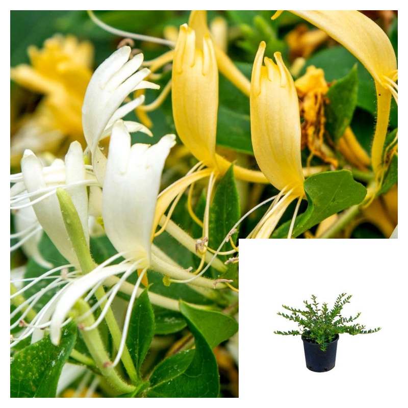 Japanese Honeysuckle Plant Lonicera Jap Purpurea Yellow flower  Vine Flower 4inches Live Plant Ht7