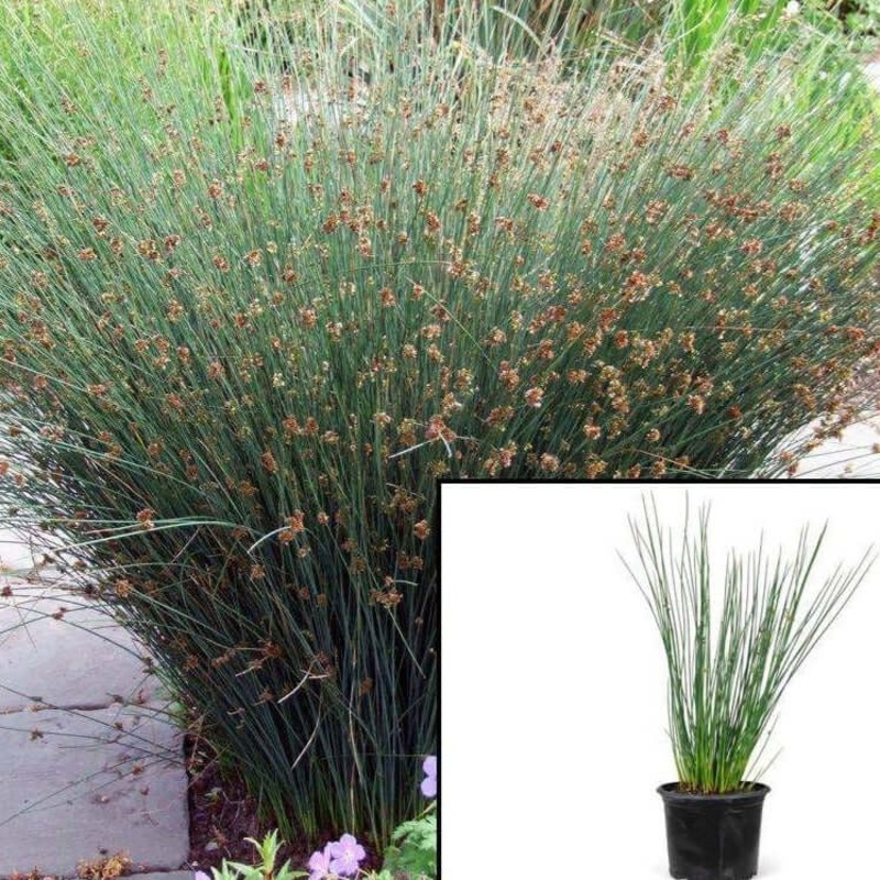 Juncus Patens Elk Blue 1 Gallon Plant California Gray Rush Grass Live Plant Fr7