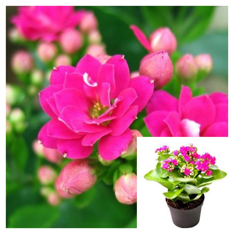 Kalanchoes Double Flower Pink 4Inches Pot Succulents Plant Calanchoes Multiflower Pink Double Live Plant HT7