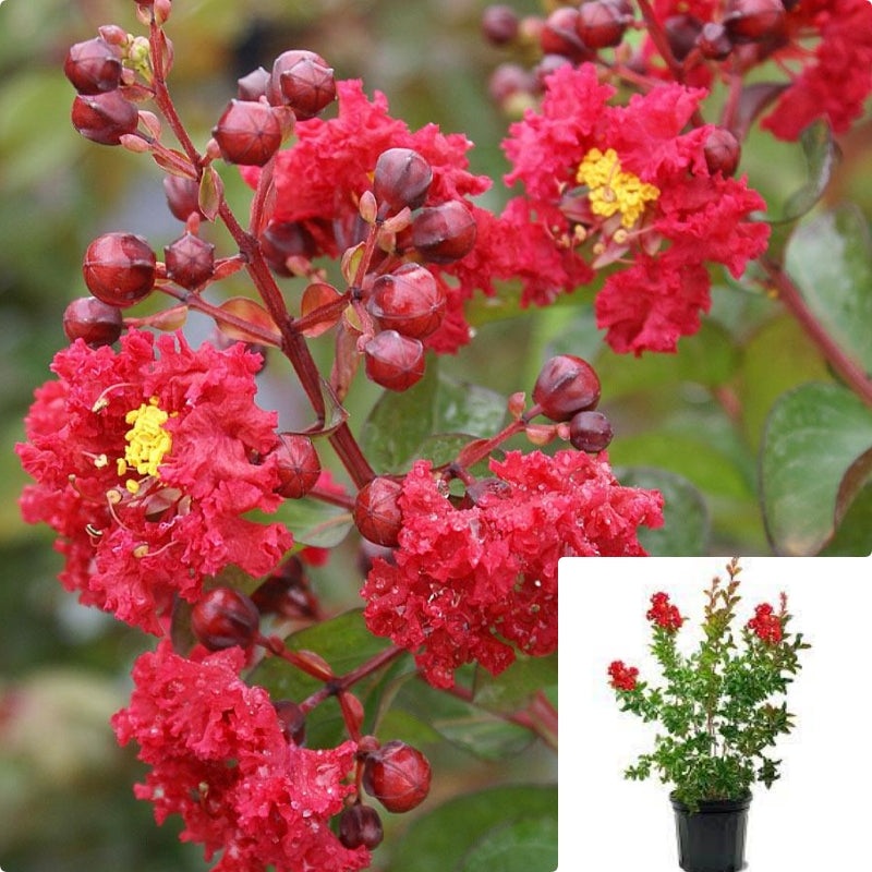 Lag Dynamite Multi Red 5 Gallon Plant Lilac Of The South Crape Myrtle Crapemyrtle Tree Live Plant Fr7