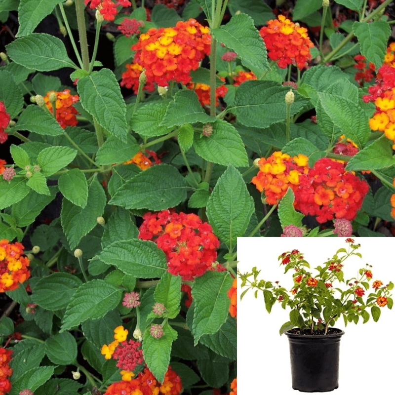 Lantana Dallas Red 5 Gallon Yellow Flowering Bush Bigleaf Shrub Verbenas Lantanas Perennial Live Plant