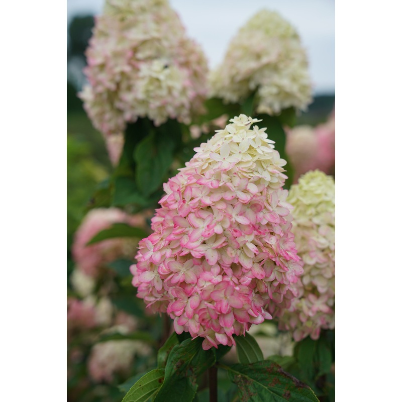Limelight Prime Hydrangea Tree