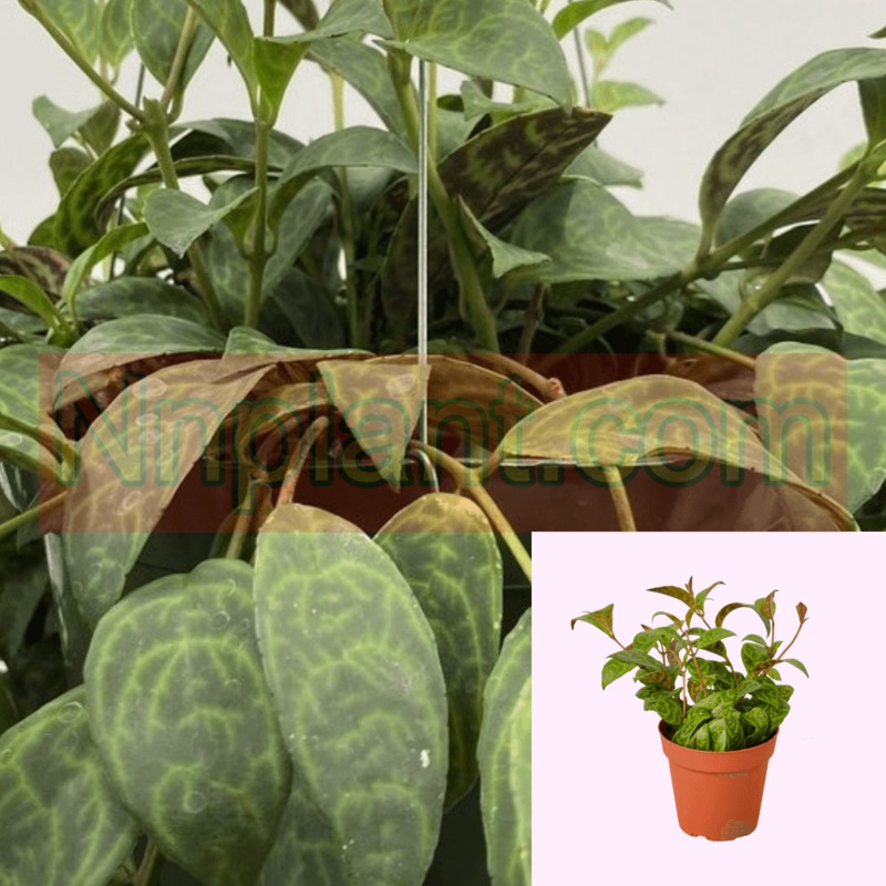 Lipstick Black Pagoda Plant Care Guide 4Inches Pot Plant Aeschynanthus Radicans Best