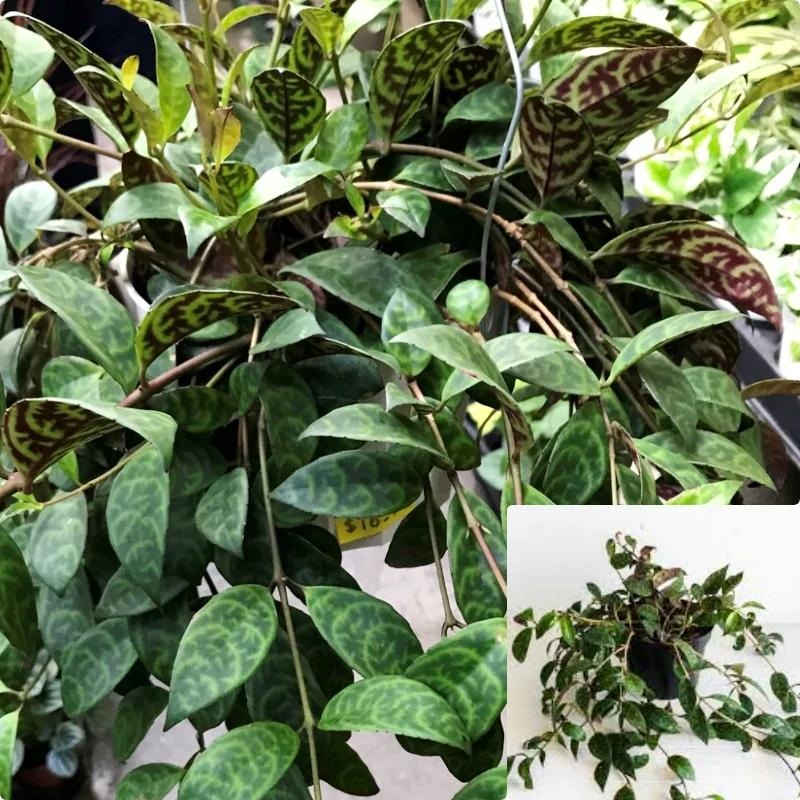 Lipstick Black Pagoda Plant Care Guide 6Inches Pot Lip Stick Live Plant Aeschynanthus Radicans Black Pago