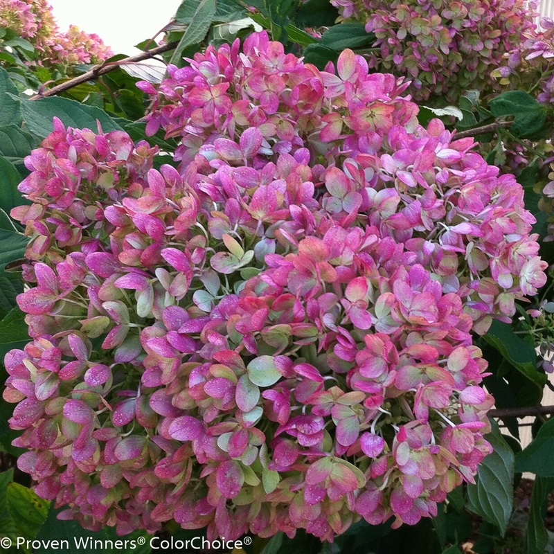 Little Lime Hydrangea Tree|4-5 ft