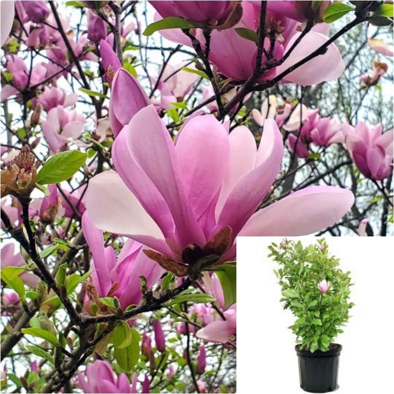 Magnolia Soulangiana 7 Gallon Plant Jury Flower Live Plant Fr7