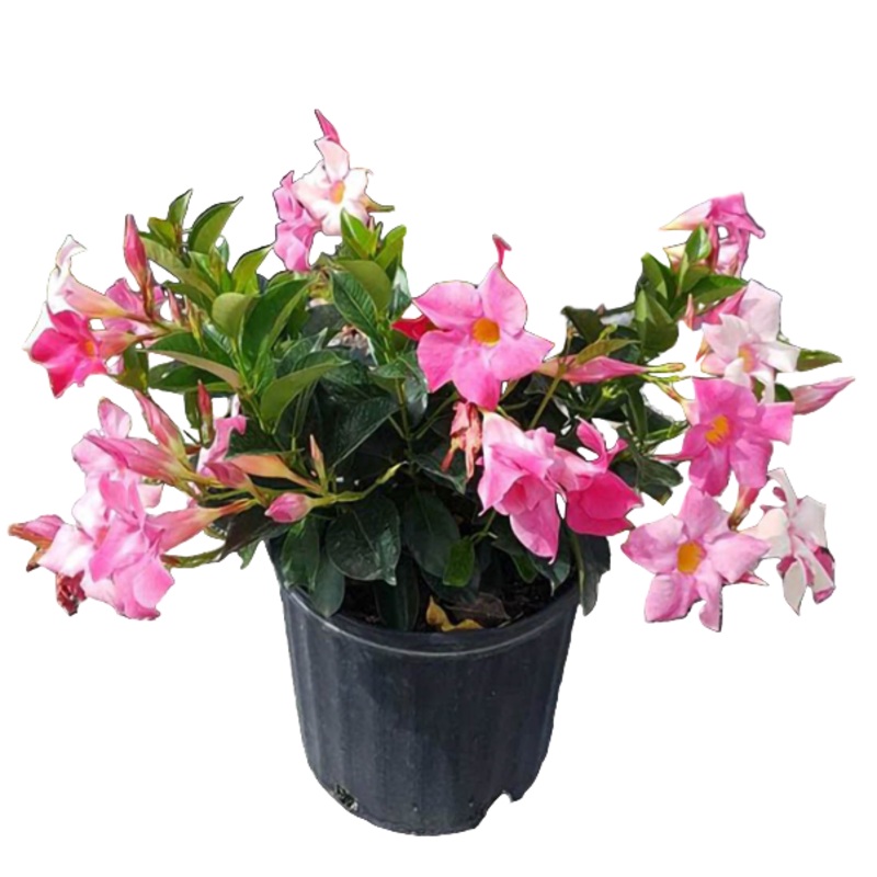 Mandevilla Original Crimson Pink 1 Gallon Sun Parasol Flower Outdoor Live Plant Bell Ht7