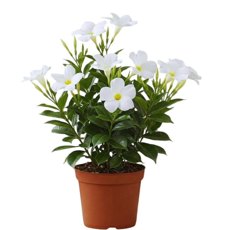 Mandevilla Original Crimson White 1 Gallon Sun Parasol Flower Outdoor Live Plant Bell Ht7