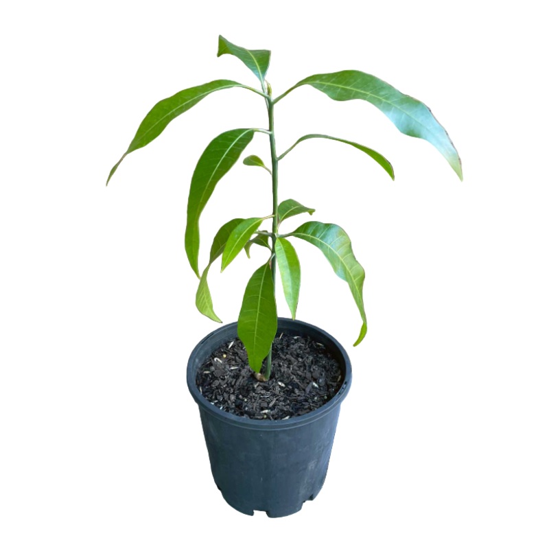 Mango 4 inches Plant Mangga Plant Fruit Tree Live Plant Ht7