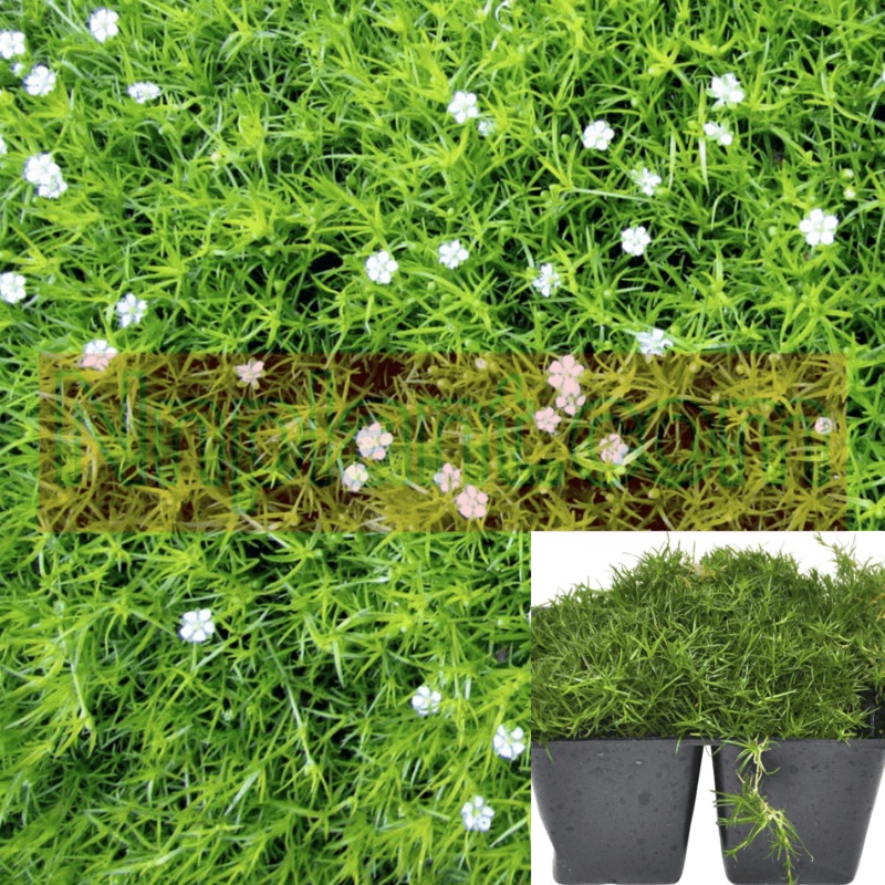 Moss Irish Plant 4packs of 4Inches Pearlwort Sagina Subulata Ground Cover Live plant Ht7