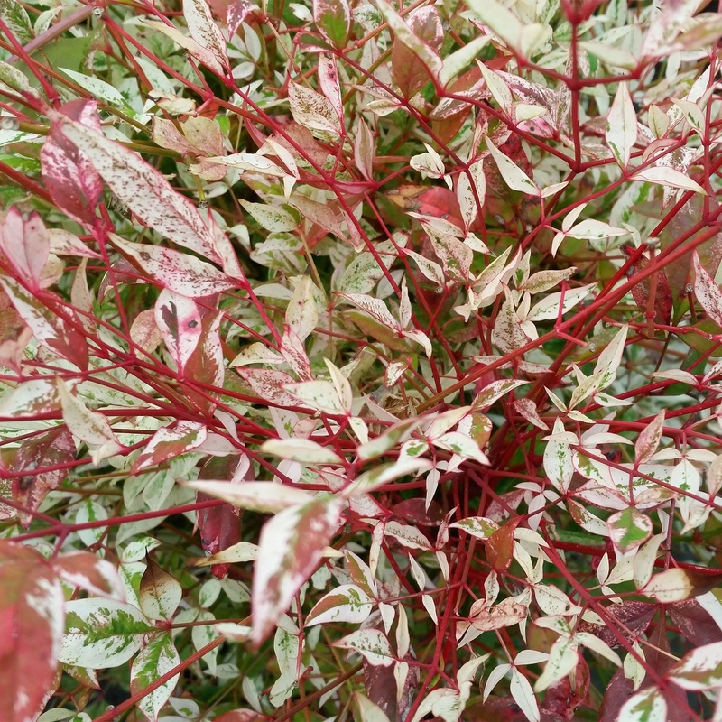 Nandina ‘Twilight’|1 Gallon|3 Gallon