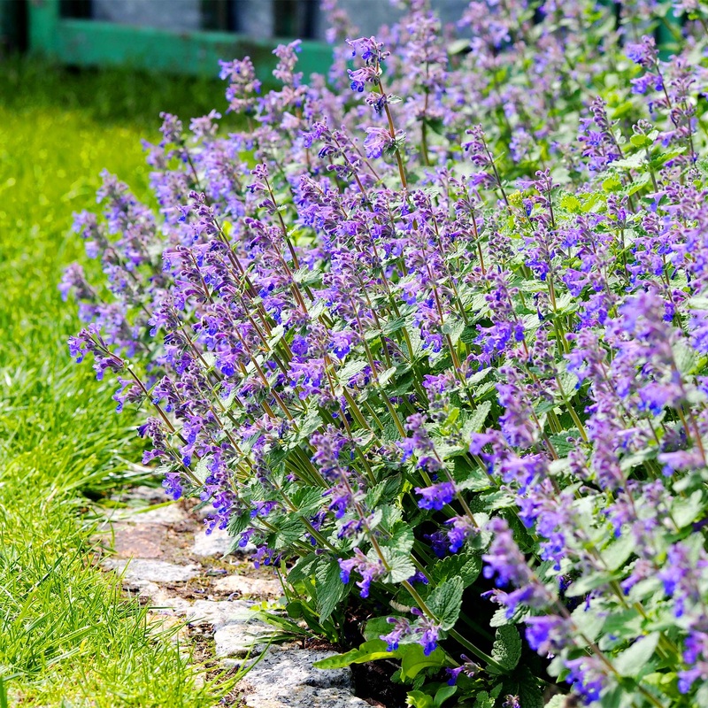 Nepeta Whispurr Blue Catmint|1 Gallon|Single|3-Pack