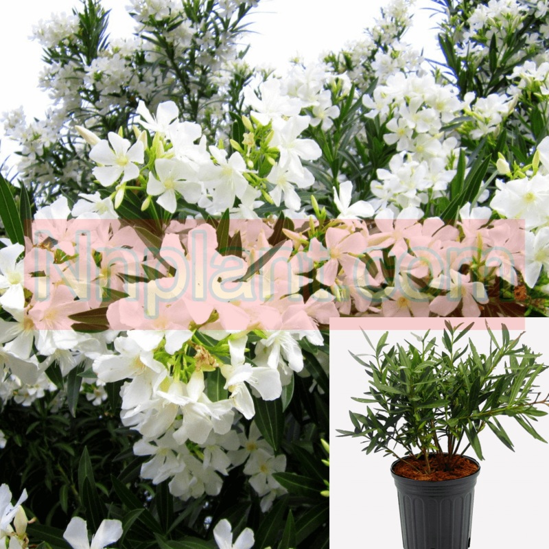 Nerium Oleander Sister Agnes Standard Tree 5 Gallon Ole White Plant Live Plant Fr7