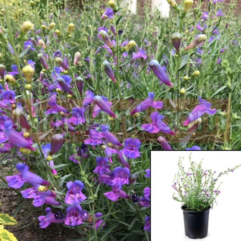 Penstemon Bop 1 Gallon Margarita Blue Plant Foothill Live Plant Fr7
