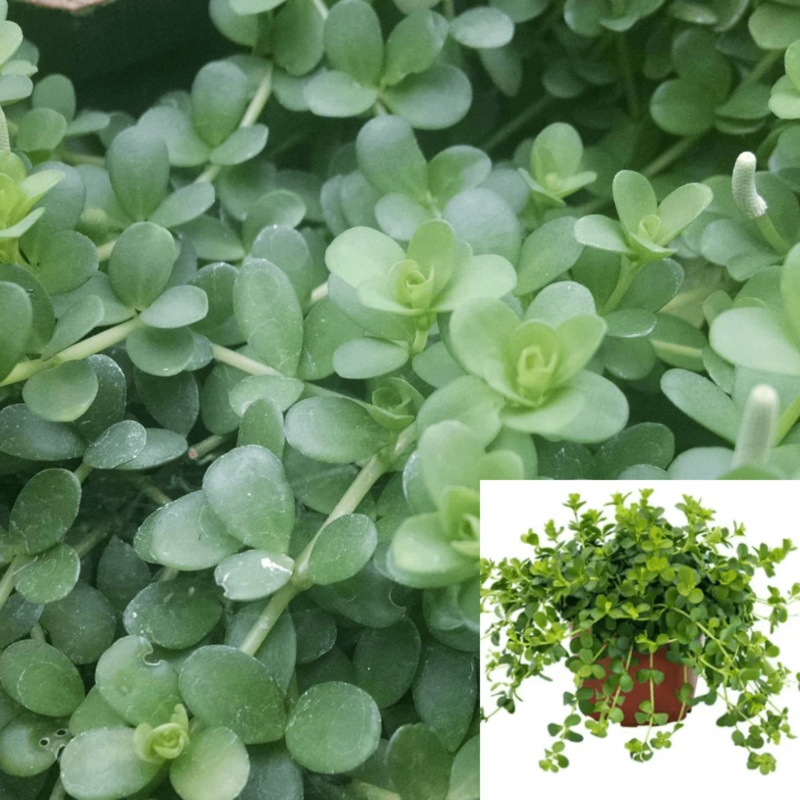 Peperomia Depeana Plant 6Inches Pot Peperomia Deppeana X Peperomia Quadrifolia Plant Indoor Live Plant Hanging Plant Pr7
