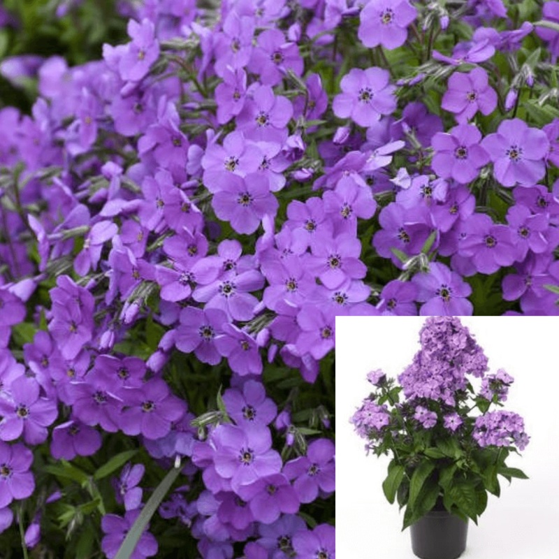 Phlox Woodlander Lilac 1 Quart Blue Plant Wild Sweet William Live Plant Ht7