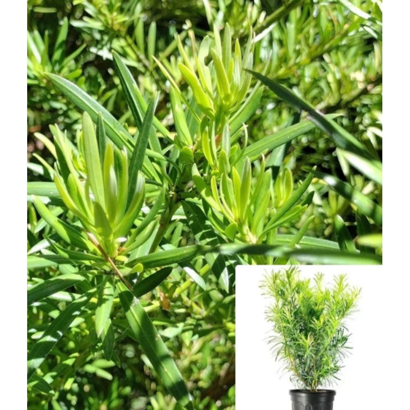 Podocarpus Macrophyllus Maki 5 Gallon Big Leaved Japanese Jew Pine Tree Live Plant Fr7