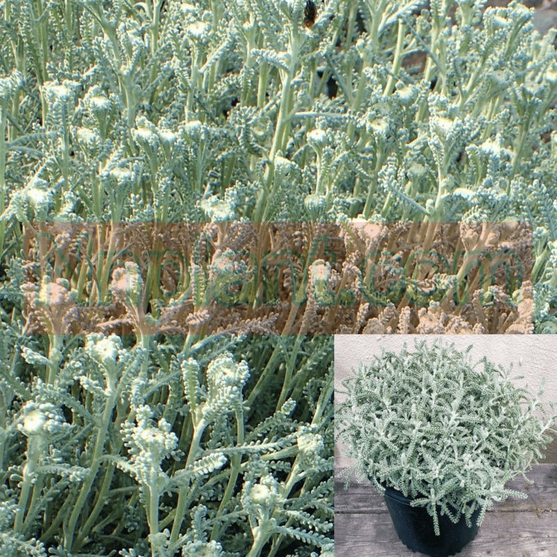 Santolina Chamaecyparissus Plant 12 Of 2Inches Pot Cotton Lavender Live Plant Ground Covering