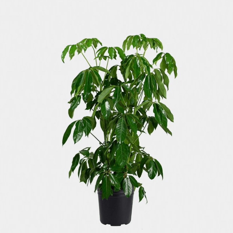 Schefflera Amate Plant 10Inches Pot Umbrella Plant Umbrella Tree Plant Indoor live plant het7