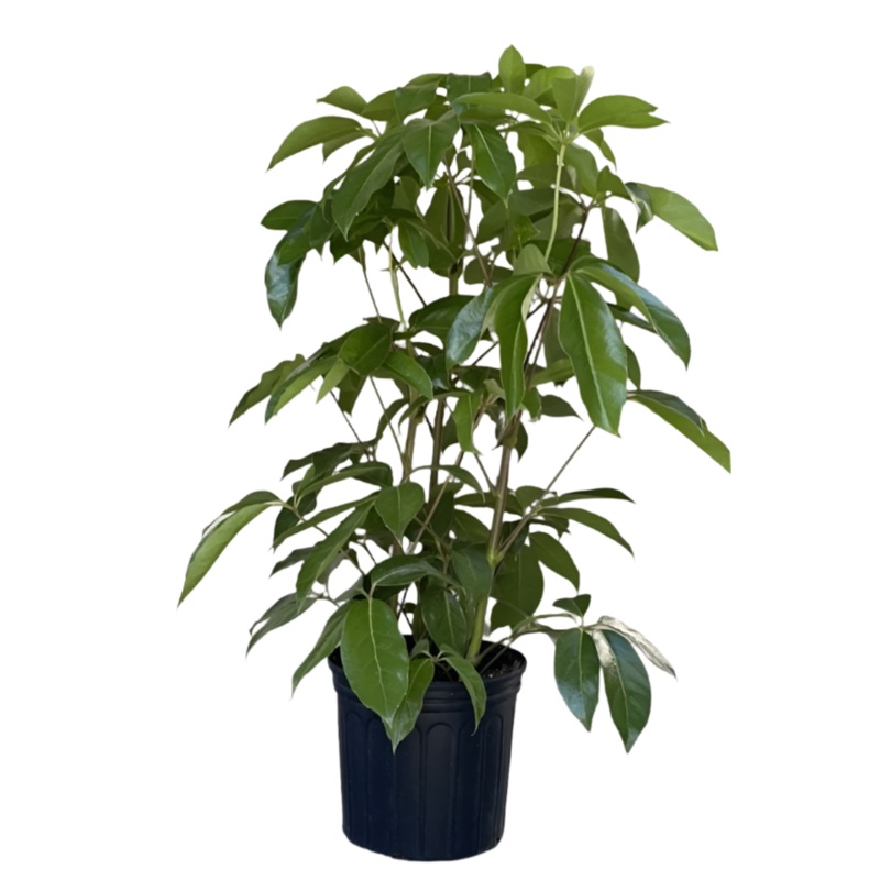 Schefflera Amate Plant 2 Gallon Pot Umbrella 2-3 Ft Tall Tree Indoor Easy Care Houseplant Foliage Live Plant Ht7