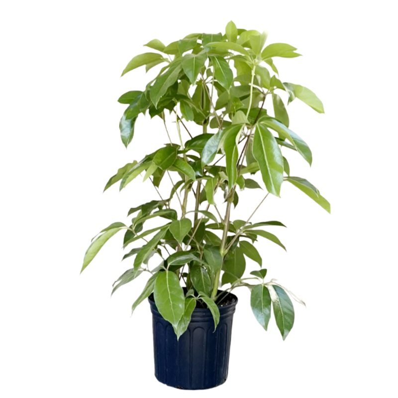 Schefflera Amate Plant 6Inches Pot Umbrella Plant Umbrella Tree Plant Indoor Easy Care Houseplant Foliage Live Plant