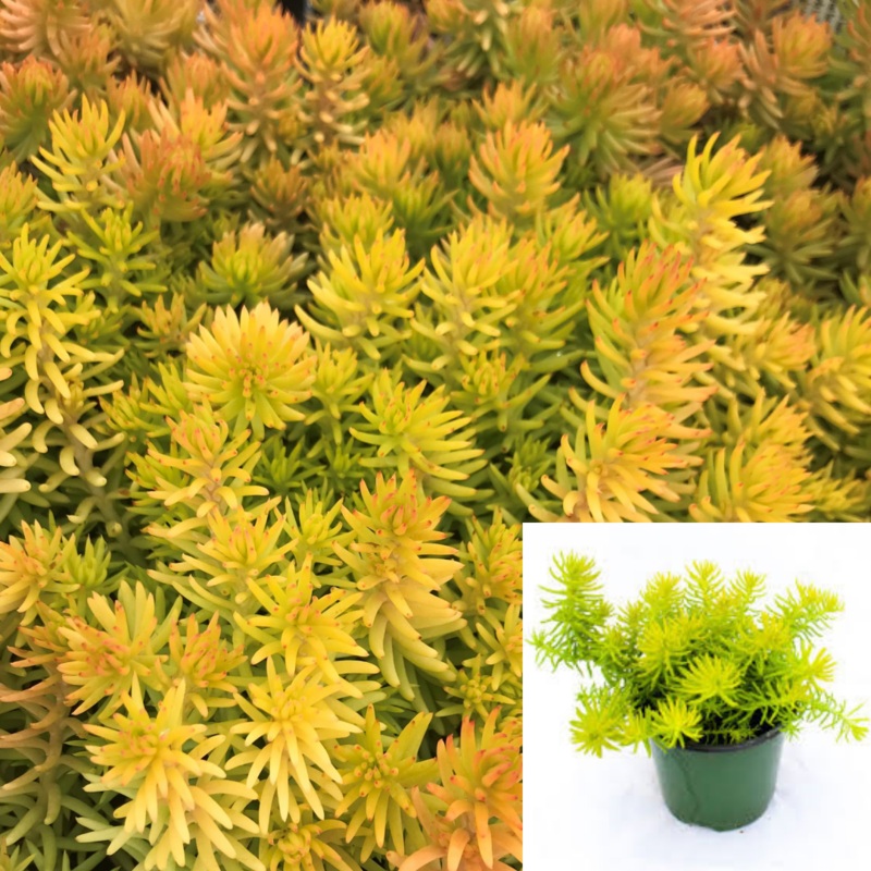 Sedum Angelina Stonecrop Yellow Foliage Plant Succulent Rupestre 6Packs Of 2Inches Pott Ht7 Best