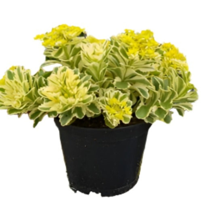 Sedum Atlantis Plant 4 Inches Pot Atlantis Stonecrop Yellow Lime Plant Succulents Live Plant Ht7 Best