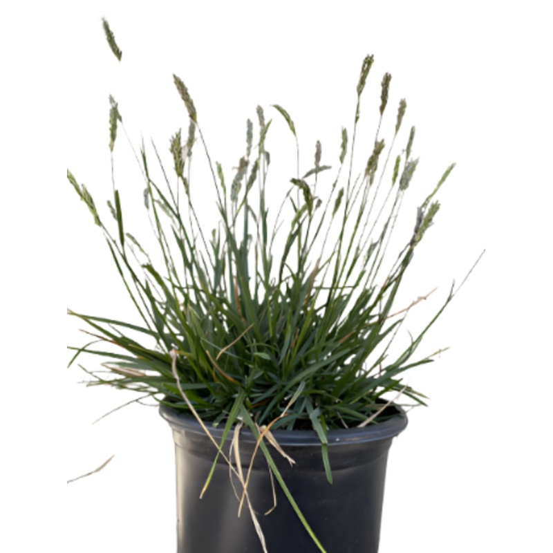 Sesleria Greenlees Select 1 Gallon Greenlee Moor Grass Full Live Plant Fr7