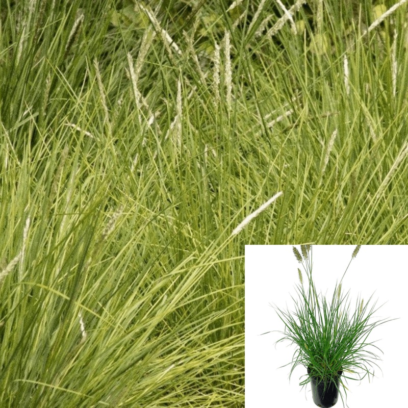 Sesleria Greenlees Select 1 Gallon Plant Greenlee Moor Grass Perennial Live Plant Fr7