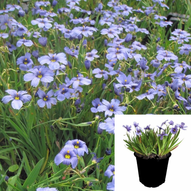 Sisyrinchium Bellum Ball 1 Gallon Western Blue Eyed Grass Live Plant Outdoor Fr7A